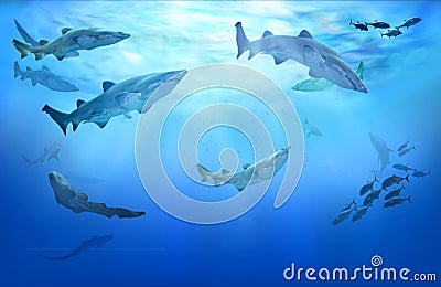 Life in tropical waters. Hunting sharks. Stock Photo