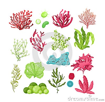 Underwater marine flora. Marine aquarium flora, aqua plants, coral reef underwater seaweed ocean plants phytoplankton, algae, Vector Illustration