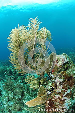 Underwater marine life Stock Photo