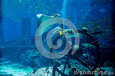 Underwater ocean life in the huge aquarium Stock Photo