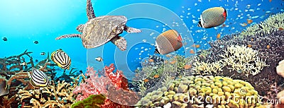 Underwater panorama Stock Photo