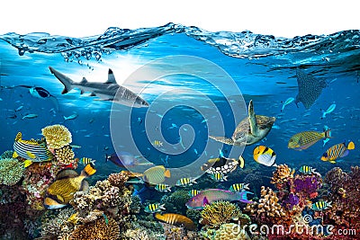 Underwater paradise coral reef wave isolated background Stock Photo