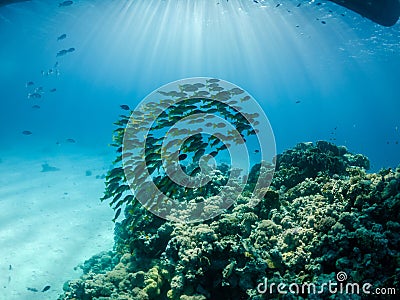 Underwater phot of schooling fish near coral reef Stock Photo