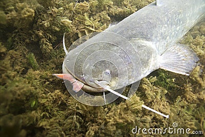 Underwater photo of The Catfish Silurus Glanis Stock Photo