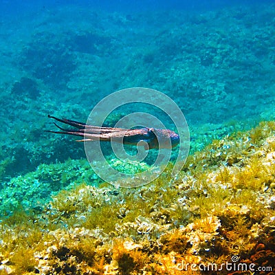 Swimming octopus at the reef Stock Photo