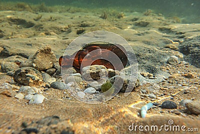 Underwater photo, discarded small beer bottle on sea floor. Ocean littering concept Stock Photo