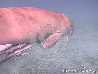 Dugong - Seacow eating underwater Stock Photo