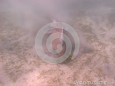 Dugong - Seacow eating underwater Stock Photo