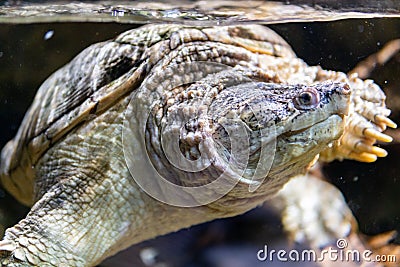 Rare green sea turtle Stock Photo