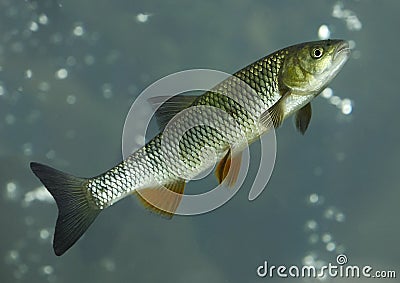 European chub Squalius cephalus Stock Photo