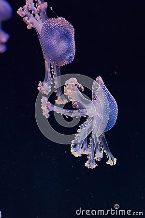 Underwater photo of a group of jellyfish jellyfish Stock Photo
