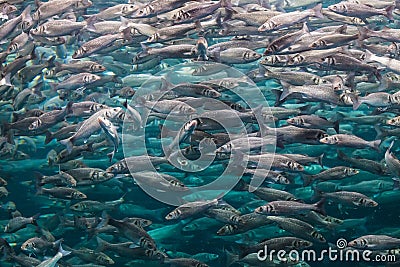 Underwater photo with lot of labrax fish Stock Photo