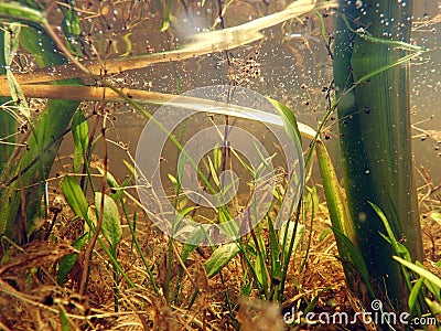 Underwater photo of a moor lake with underwater plants Stock Photo