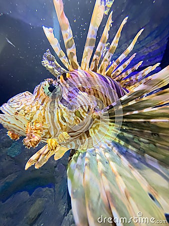 Underwater photo of a Poisonous Lionfish Stock Photo