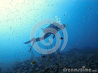Scuba diver at the coral reef Stock Photo