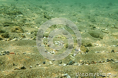 Underwater photo, sea bottom surface, sand with small rocks. Abstract marine background Stock Photo