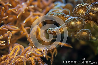 Underwater photo, sea coral and anemone tentacles fluorescent in UV light. Abstract marine scene Stock Photo