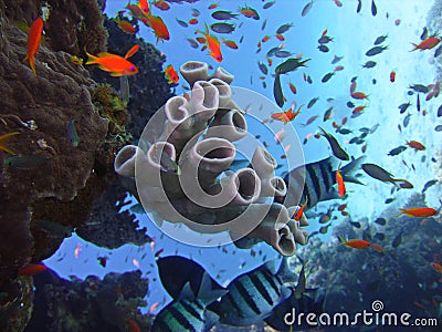 View of the corals, Twobar seabream and Anthias fish in the Red Sea Stock Photo