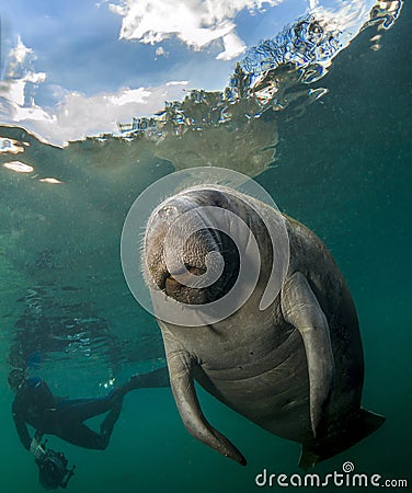 Manatee and underwater photographer Stock Photo