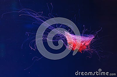 underwater photography of a beautiful lion's mane jellyfish cyanea capillata Stock Photo