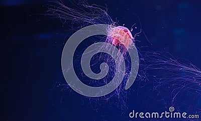 underwater photography of a beautiful lion's mane jellyfish cyanea capillata Stock Photo