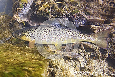 Brown trout Salmo trutta Stock Photo