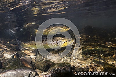 Underwater photography of brown trout Salmo trutta Stock Photo