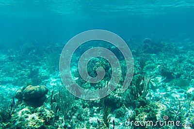 Underwater photography of the Caribbean Sea. Corals and fish Stock Photo
