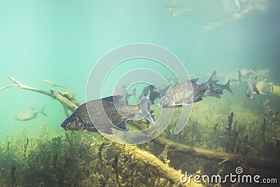 Carp bream Abramis Brama Underwater photography Stock Photo