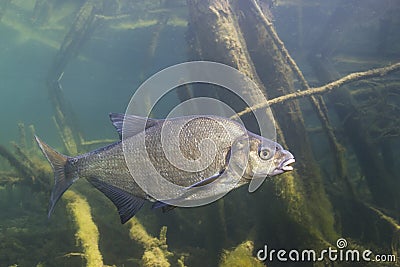 Underwater photography of Carp bream Abramis Brama Stock Photo