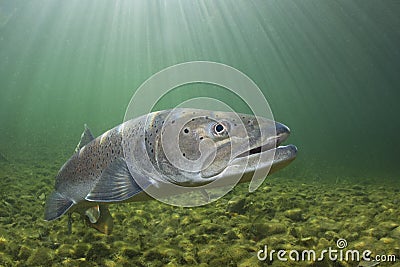 Underwater photography Common huchen Hucho hucho swimming, river habitat Stock Photo