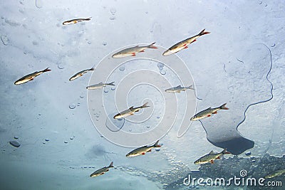 Underwater photography of the freshwater fish under the ice Stock Photo