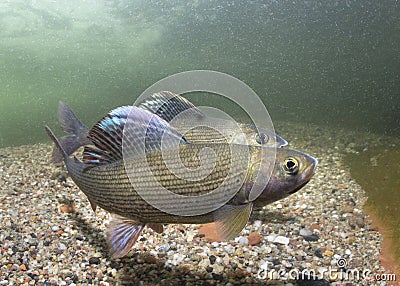 Underwater photography Grayling Thymallus thymallus Stock Photo