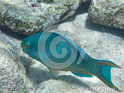 Underwater photography of a Queen parrotfish in the Caribbean Sea, Bonaire, Caribbean Netherlands Stock Photo