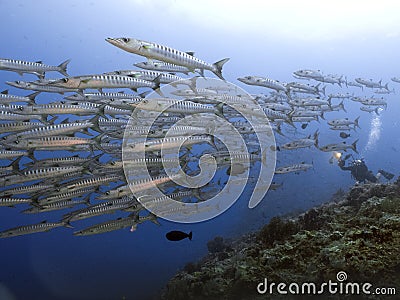 School of Giant Barracuda Fish and Scuba Diver Blue Sea Background at Sipadan Island Stock Photo
