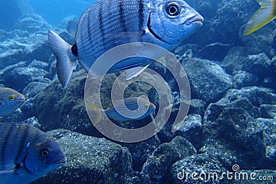 Underwater photos of diving in the Atlantic Ocean next to the Canary Islands Stock Photo