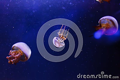 underwater photos of jellyfish Rhopilema esculentum, Flame jellyfish Stock Photo