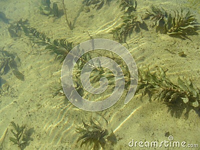 Underwater plants Potamogeton perfoliatus on the sandy bottom and wavy lines of glare on the surface of the water. Beautiful Stock Photo