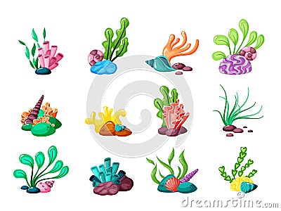 Underwater plants. seaweed and seashells from ocean or sea life tropical laminaria exotic leaves in aquarium. vector set Vector Illustration