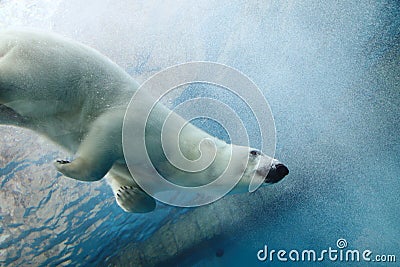 Underwater Polar Bear Stock Photo