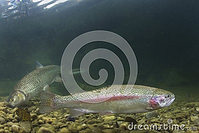 Underwater Rainbow trout Oncorhynchus mykiss Stock Photo