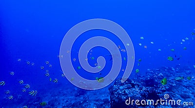 Underwater Reef with Tropical Fish and Hammerhead Shark in Distance Stock Photo