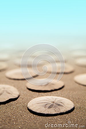 Underwater Sand Dollars Stock Photo