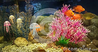 Underwater scene, coral reef, colorful fish and jelly in ocean Stock Photo