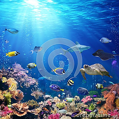 Underwater Scene With Coral Reef Stock Photo