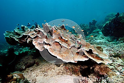 Underwater scene schooling fish aceh indonesia scuba Stock Photo
