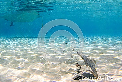 Underwater scene in tropical sandy beach, Koufonisi island, Crete. Stock Photo