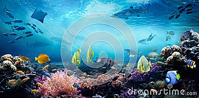 Underwater sea world. Life in a coral reef. Stock Photo