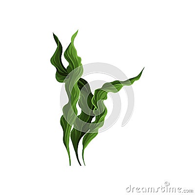 Underwater seaweed spirulina, aquatic marine algae plant vector Illustration Vector Illustration