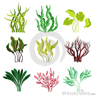 Underwater Seaweeds or Algae Growing on the Ocean Bottom Vector Set Vector Illustration